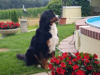 Holiday house Hebertsfelden Environment 31