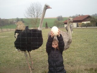 Holiday house Hebertsfelden Environment 35