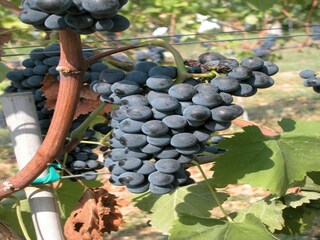 Bauernhof Umbertide  37