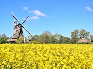 Windmühle in Oldsum auf der Nordseeinsel Föhr