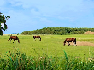 Die Insel Föhr ist ein Paradies für Pferdebegeisterte