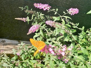 Ferienhaus Lucignano  37