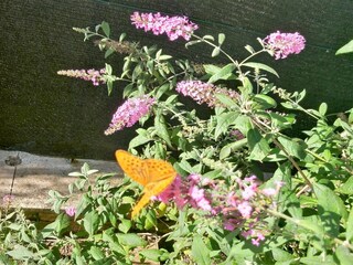 Maison de vacances Lucignano  37