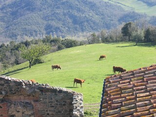 Casa per le vacanze Radicondoli Registrazione all'aperto 5