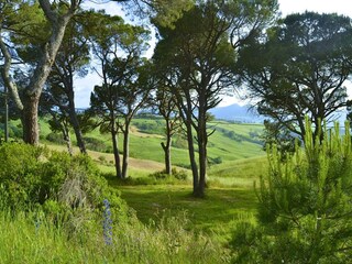 Holiday house Radicondoli Environment 41