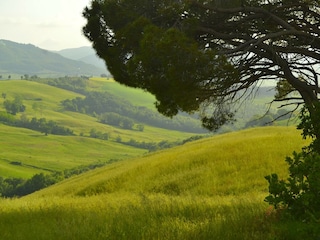 Holiday house Radicondoli Environment 35