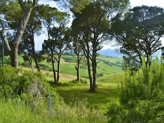 Holiday house Radicondoli Environment 28