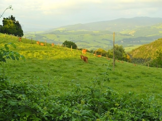 Holiday house Radicondoli  37
