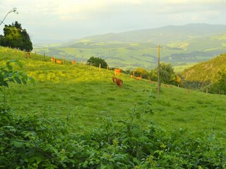 Holiday house Radicondoli  43