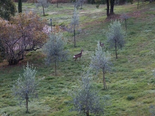 Holiday house Radicondoli Environment 33