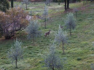 Holiday house Radicondoli Environment 36