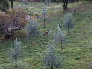 Casa de vacaciones Radicondoli Entorno 29