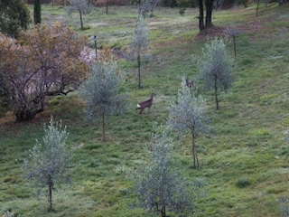 Ferienhaus Radicondoli Umgebung 29