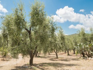 Appartement Vieste Buitenaudio-opname 4