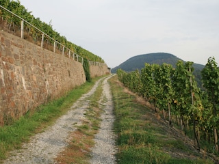 Wanderweg in den Weinbergen