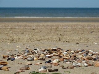 Casa per le vacanze Westkapelle Ambiente 32