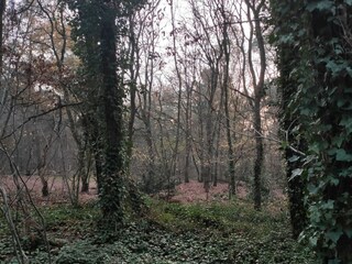 Holiday house Helenaveen Environment 31