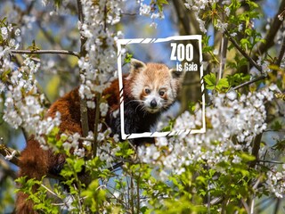 Bungaló Landgraaf  37