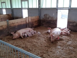 Farmhouse Bocholt Environment 35