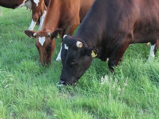 Type de propriété : Ferme Bocholt  38