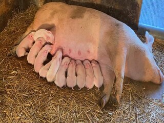 Type de propriété : Ferme Bocholt  39