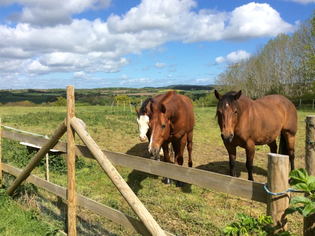 Neue Gäste 3 Quarterhorses