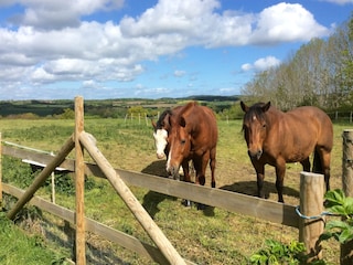Neue Gäste 3 Quarterhorses