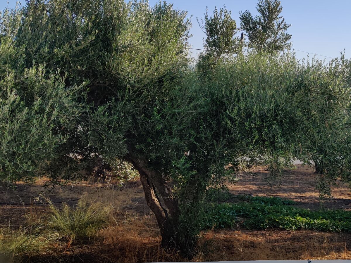 Olive grove