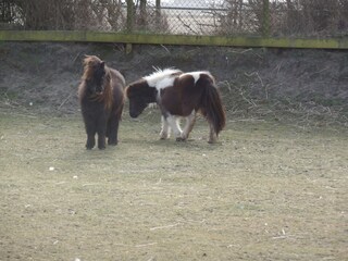 Casa per le vacanze Julianadorp Ambiente 14