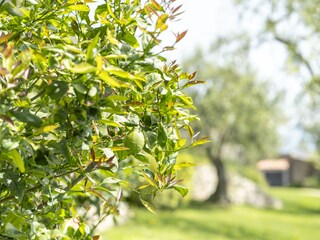 Vakantieappartement Gargnano Buitenaudio-opname 19