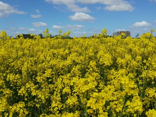 wunderschöne Rapsblüte