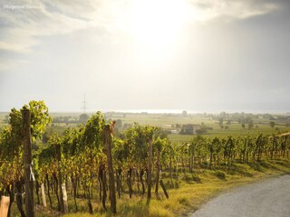 Apartment Lutzmannsburg Environment 19