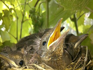 Apartamento Lutzmannsburg Entorno 20