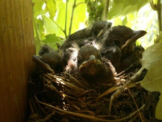 Appartamento Lutzmannsburg Ambiente 19