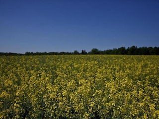 Maison de vacances Pruszcz Gdanski Environnement 36