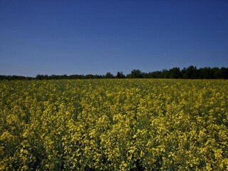 Ferienhaus Pruszcz Gdanski Umgebung 36