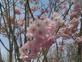 Holiday apartment Caputh Environment 21