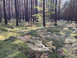 Schöner Wald zum Pilze sammeln