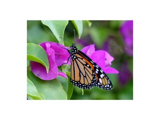 Appartamento Barber Registrazione all'aperto 7