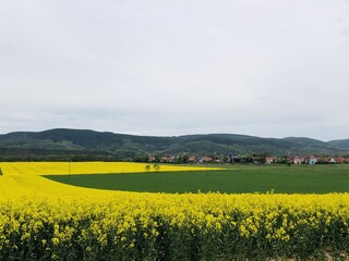 blühende Rapslandschaft