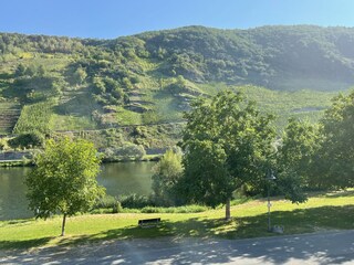 Blick auf die Weinlage "Wolfer Goldgrube"