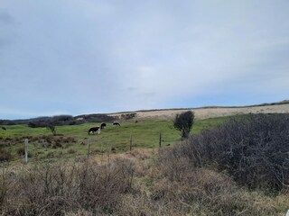 Holiday apartment Oostkapelle Environment 20