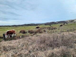 Vakantieappartement Oostkapelle Omgeving 17