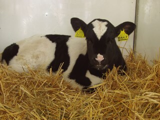 Appartamento per vacanze St. Lorenzen im Pustertal Ambiente 24