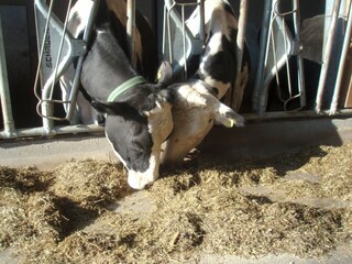 Appartamento per vacanze St. Lorenzen im Pustertal Ambiente 26