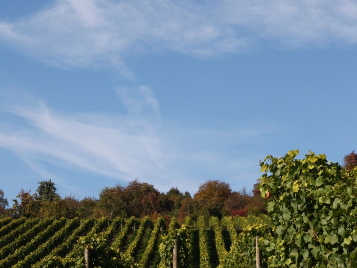 rebenhaenge rund um ueberlingen