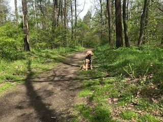 Tännicht-Erholung im Wald