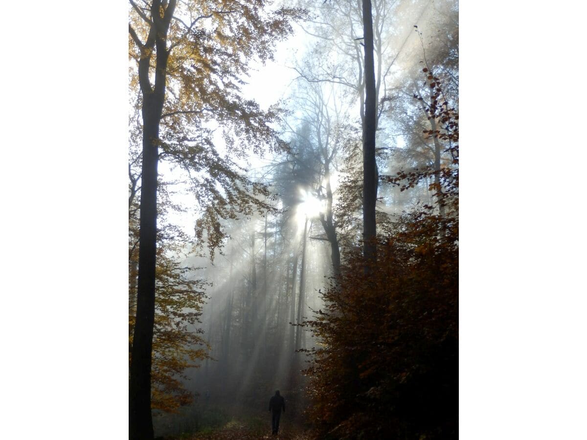 Herbst im Pfälzerwald