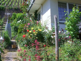 Vakantieappartement Dernau Omgeving 7