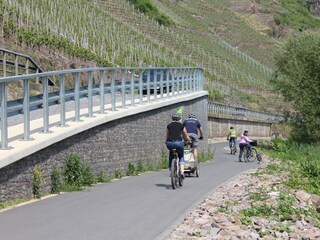 Radweg Valwig-Bruttig-Fankel, direkt am Moselufer